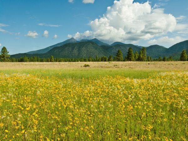 Flagstaff Home 1022349