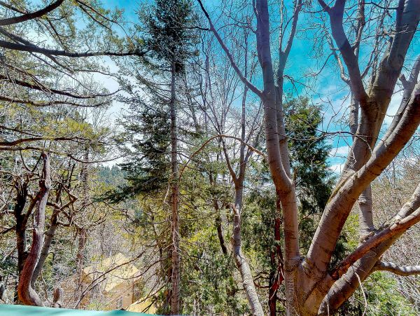 Big Bear Home 1022887