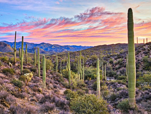 Scottsdale Home 1023761