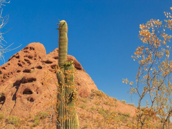 Scottsdale Home 1023771