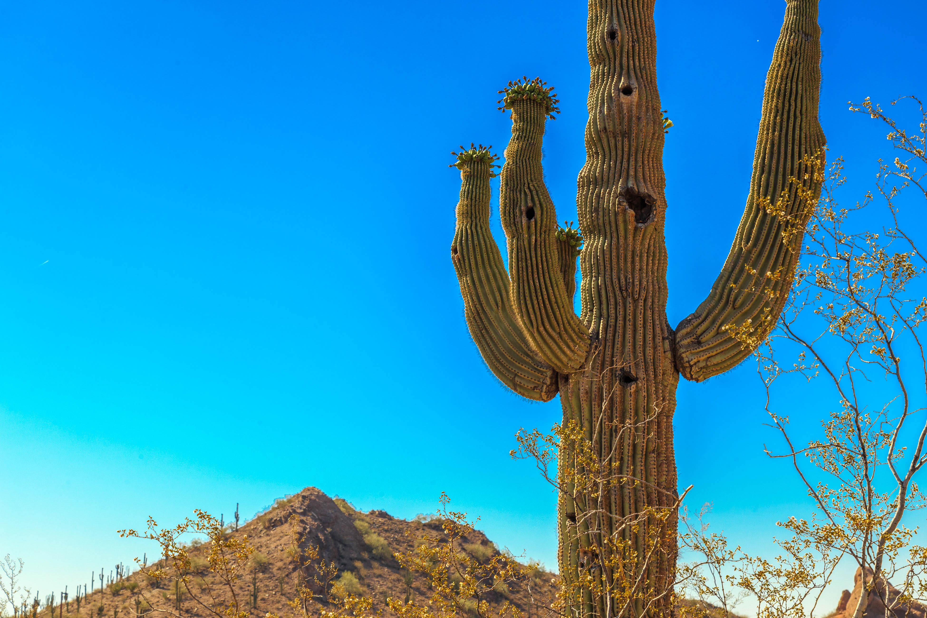 Scottsdale Home 1023814