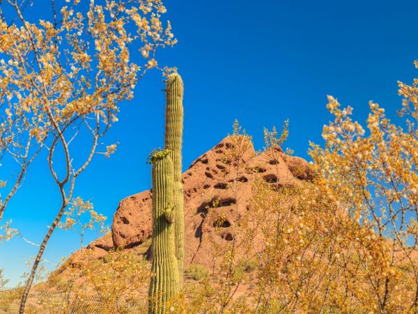 Scottsdale Home 1023815