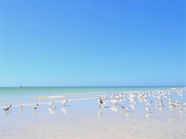 Siesta Key Condo 1024456
