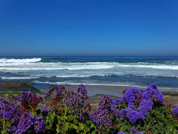 La Jolla Home 1024809