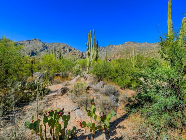 Tucson Home 1025095