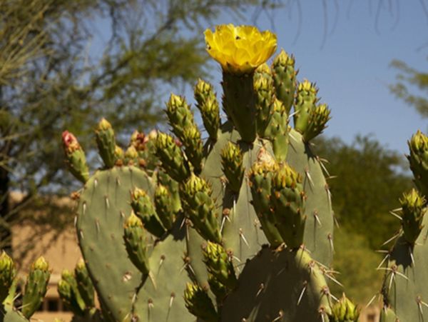 Tucson Home 1025138