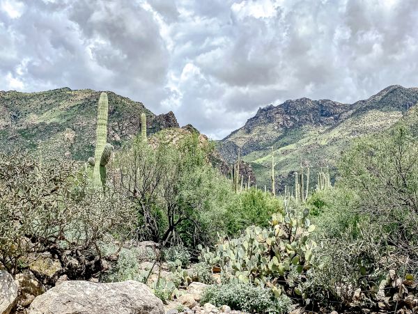 Tucson Home 1025190