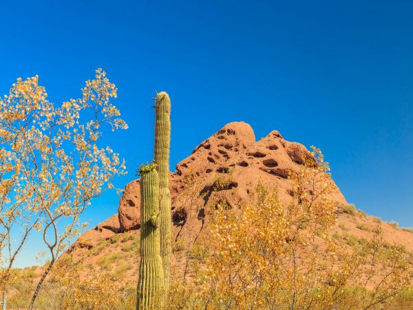 Tucson Home 1025193