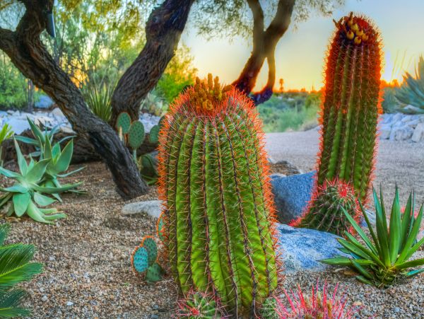 Tucson Home 1025197