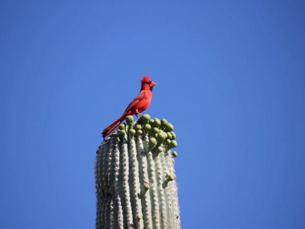 Tucson Home 1025197