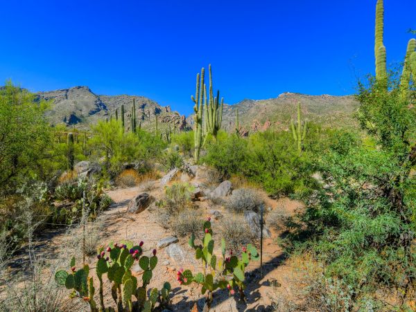 Tucson Home 1025240
