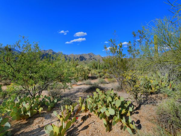 Tucson Home 1025240