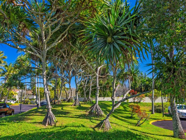 Honolulu Diamond Head Kahala Home 1025517