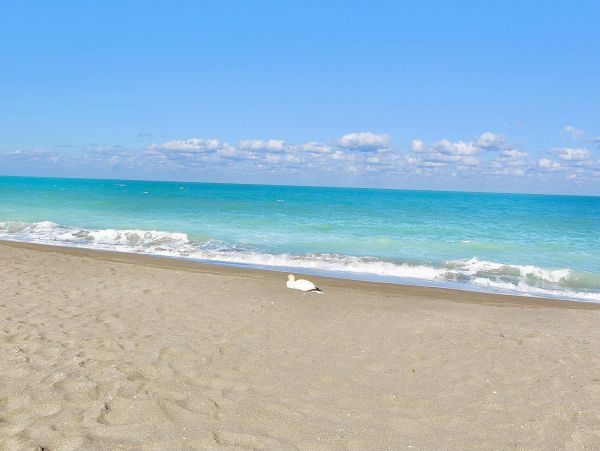 Hutchinson Island Condo 1025634