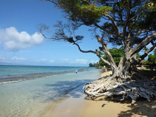 Walk to Beach Koloa Vacation Condo Two Bedroom