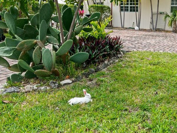 Fort Lauderdale Home 1026099