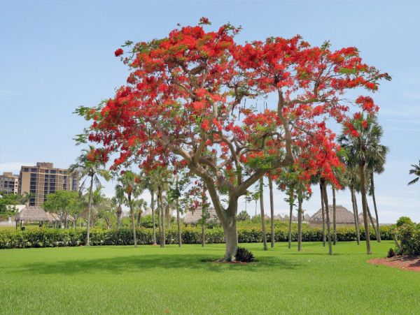 Marco Island Condo 1026777