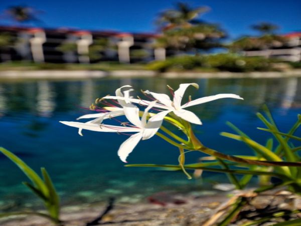 Sanibel Condo 1026826