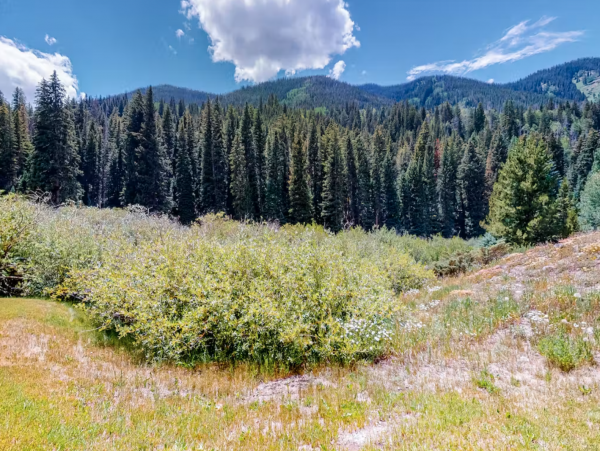 Mountain View home with one min walk to East Vail Shuttle