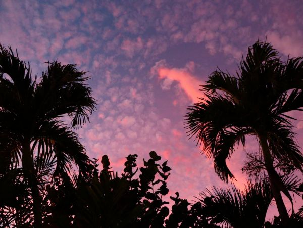 Palm Beach Condo 1026976