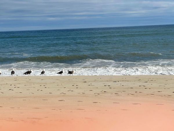 Oceanfront Vacation Home in West Hampton Sleeps 16 Guests