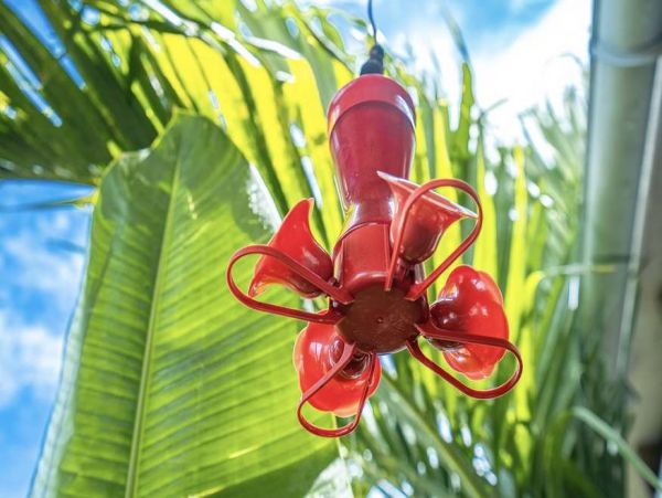 Martinique Home 1027225