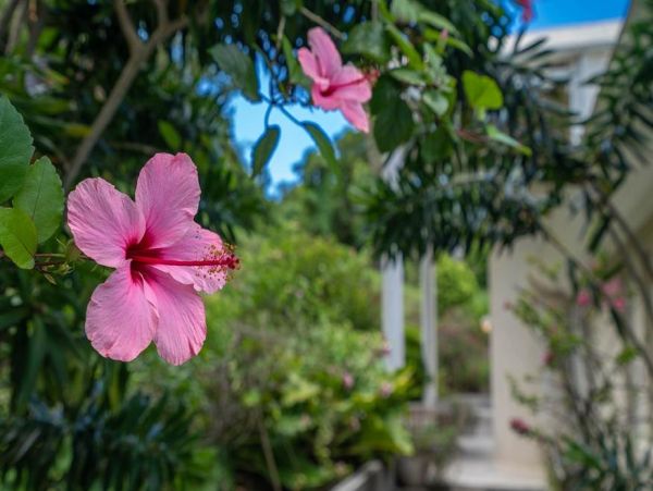 Martinique Home 1027256
