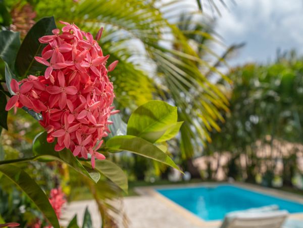Martinique Home 1027270