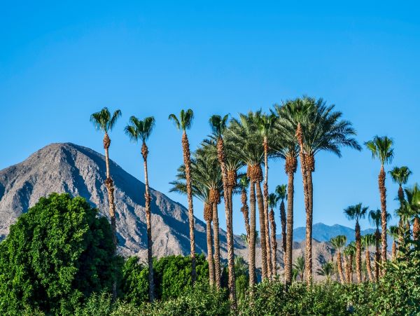 Palm Springs Home 1028401