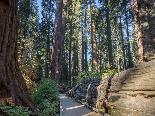 Yosemite Area Home 1028984