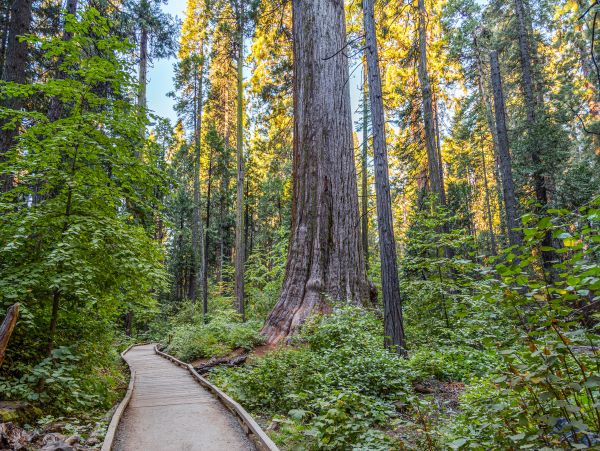Yosemite Area Home 1029029