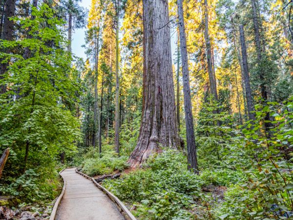 Yosemite Area Home 1029032
