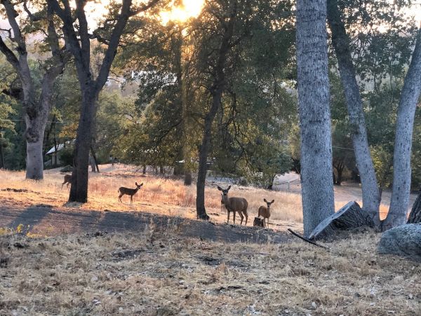 Yosemite Area Home 1029157