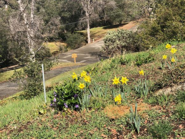Yosemite Area Home 1029157