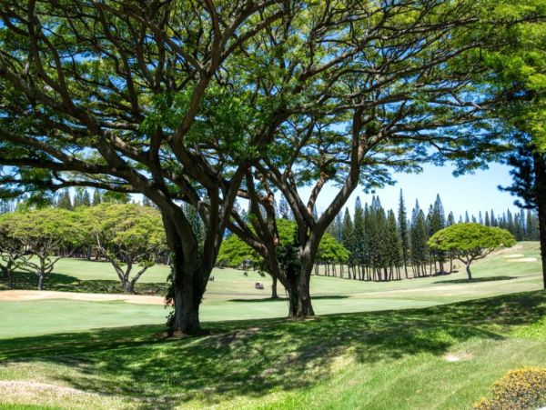 Kapalua Two Bedroom Golf Course View Rental Condo