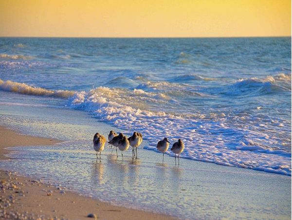 Romantic Ocean Front Setting on Sunny Captiva