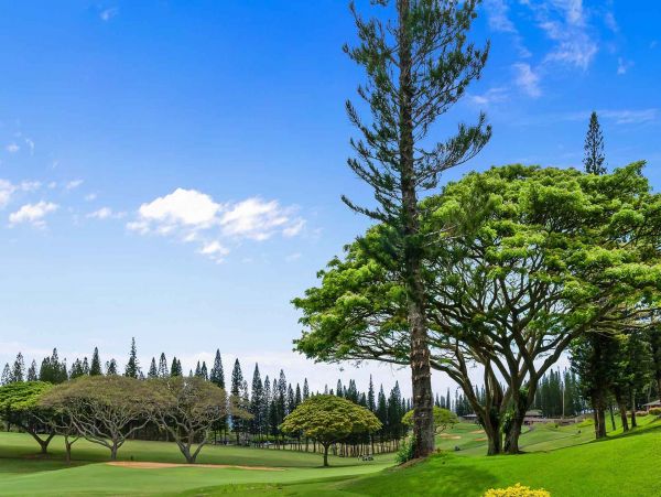 Kapalua Condo 1042771