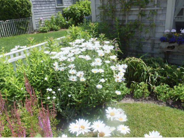 Walk to Beach Nantucket Getaway
