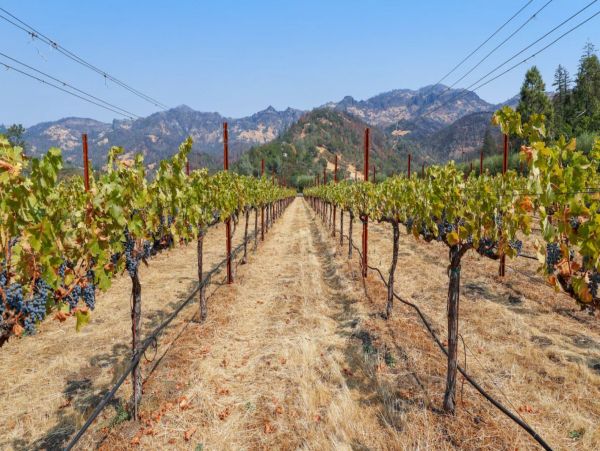 Luxury Napa Valley Vacation Estate with Pool and SPA Sleeps 24