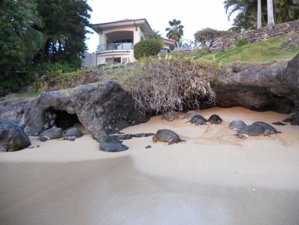 Five Bedroom Exceptional Beachfront Home in Napili