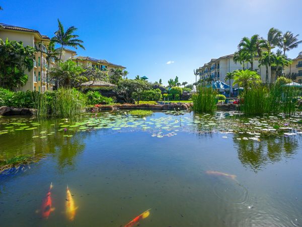 Kapaa Luxury Vacation Rental  Kauai Oceanview Condo on Coconut Coast