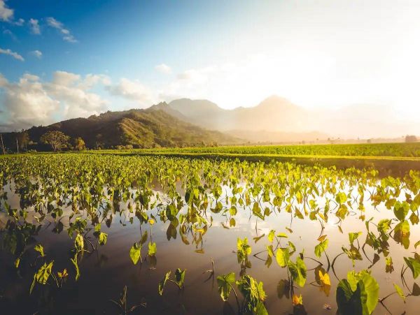 Cozy Plantation Style House in Hanalei