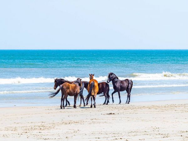 Perfect Getaway with Pool & Spa in Carova Beach Sleeps 14