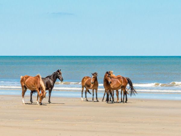 Semi-Oceanfront 6 Bedroom Vacation Rental in Carova Beach