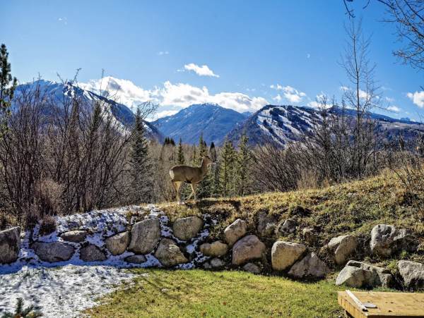 New Addition to the Luxury Aspen Rental Market.
