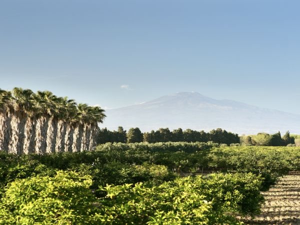 Magnificent Historical Sicilian Villa Main House & 2 Annexes