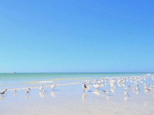 Siesta Key Four Bedroom Walk to Beach Vacation Rental