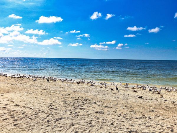 Sanibel Vacation Condo Rental Sleeps 6 Pool Walk To Beach