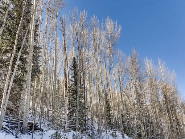Ski In Ski Out to Vail Gondola-Five Bedroom Ski Rental Home