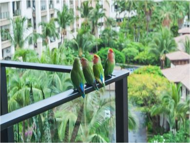 Family of Love Birds